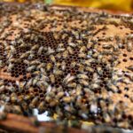 Jak stosować propolis na przeziębienie — formy, dawkowanie i ostrożność Medycyna